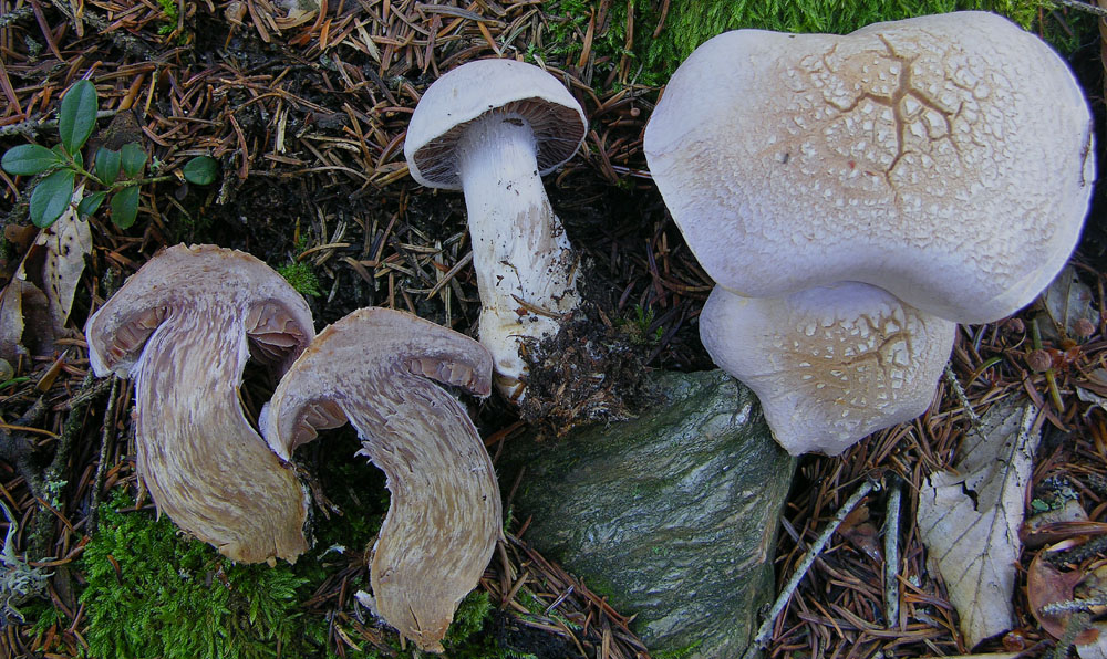 Totofungo...per chi vuole provarci.